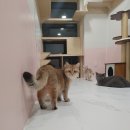 댕냥이살롱 이미지