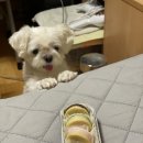 주방에 온 댕댕이 이미지