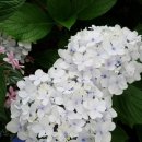 삼미맨션 이미지