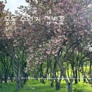 웅동 | 분홍 솜사탕이 둥둥, 비밀스러운 숲속 정원 '웅동 수원지'겹벚꽃 후기