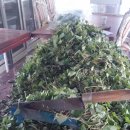 영진농장 이미지