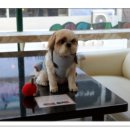 플레이독애견카페 이미지