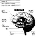 명상과 뇌 - 뇌의 구조와 기능 이미지
