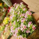 장안꽃시장 이미지