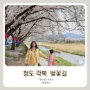 풍각면 송서리 600-1 | 청도 각북면 벚꽃길 주차장 명당 푸드트럭 먹거리 총정리! 아이와 봄 나들이