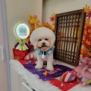 하리스펫 이미지