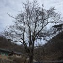 진안 은수사 청실배나무 (鎭安 銀水寺 청실배나무) 이미지