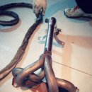 O. K 카센타 이미지