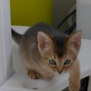 송도건국동물병원 이미지