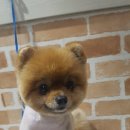 개구쟁이 애견 이미지