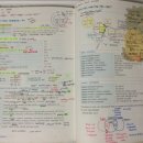 맹연호 | [수기] 900돌파 수기 배동희스피드토익990