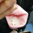 포메라니안&#34;금둥이&#34;분양후기♡