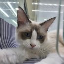 도로시펫강아지고양이