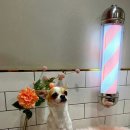 뽀송이네 목욕탕 이미지