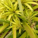 아나나스 이미지