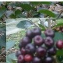 은비치농장 이미지