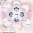 Re: autophagy와 관련질환 탐구 ... 2013 NEJM 이미지