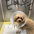 태원동물병원 이미지