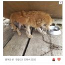 댕글벙글 이미지