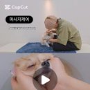 꼼꼼하개 이미지