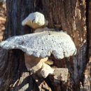 하천리-1 이미지