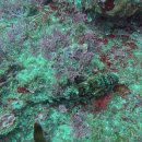 다이브11 | 25/11/14-11/15 제주도 서귀포 모비딕다이브 펀다이빙 후기