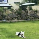 에일린에이 | 🐶 경기 가평 애견동반 카페 에이바이독] 후기! 천연잔디 운동장+수영장까지, 반려견운동장