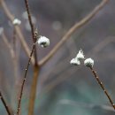 삼지닥나무 Edgeworthia chrysantha Lindl. 종 이미지