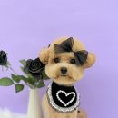 그루머 댄 이미지