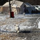 은하수운동장 | 개별울타리와 운동장이 있는 양주애견캠핑장 은하수캠핑장 이용후기