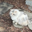 퍼니제이 이미지