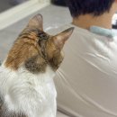 지에스(GS)25 임당엘리트점 | 3월 일상 #1 | 29주~30주, 출산 택일, 작명, 냥냥냥 2살 생일파티