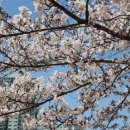 안산천1 이미지