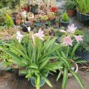 양지리 농장 이미지