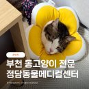 부천 동물병원 고양이 전문 정담동물메디컬센터