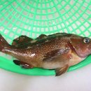 우럭한마리 이미지