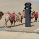 황금시장공중화장실 조선일보