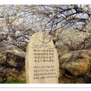 매화마을1 이미지