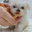 용문조아동물병원 이미지