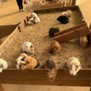 알곡농장 | 용인 아기랑 가볼만한 곳 _ 무럭무럭 농장 실내 동물 먹이주기 체험