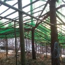 귀촌 귀농 - 토종닭을 키워보고 싶다면 이미지