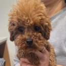 멍쉬멜로 이미지