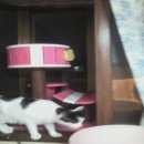 행운냥이 이미지