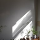 (원데이) 그린 플랜트 이미지