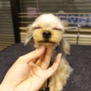 보우동물병원 이미지