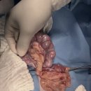 MS혜광종합가스 | [Case Study] 노령견 자궁축농증 응급수술｜중증 전신 염증을 이겨낸 난소자궁절제술