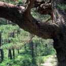 소나무숲 이미지