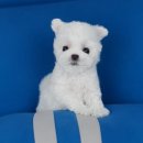 강아지분양 멍블랑 인천청라본점 이미지