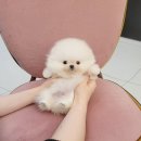 강아지분양 애견분양 꽃강아지 광진점 이미지