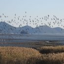 순천만둥지 이미지